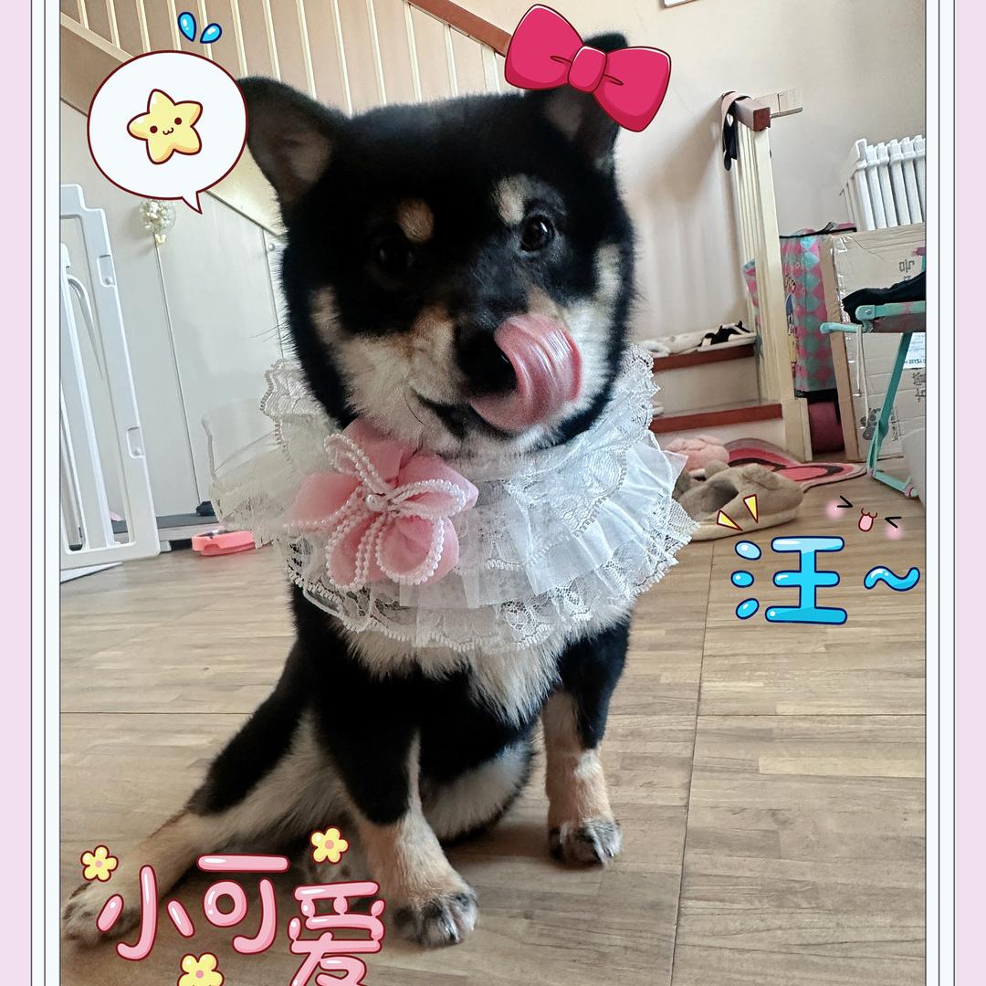 柴犬麻麻👩🏻