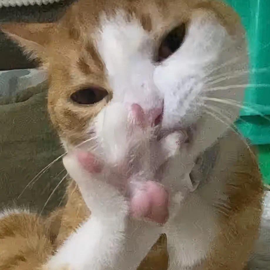 当过舔狗卖过萌！