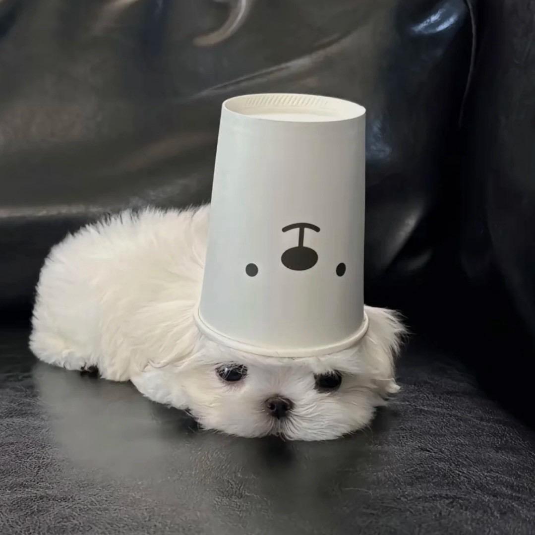 kiki大王