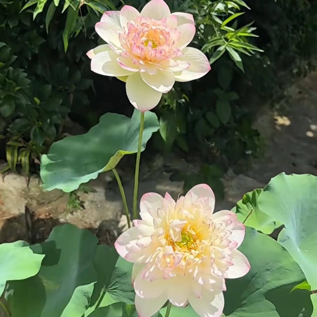 和光同尘