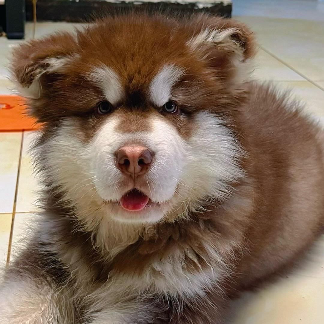 圆滚滚的大元宝 {治愈版}🌻