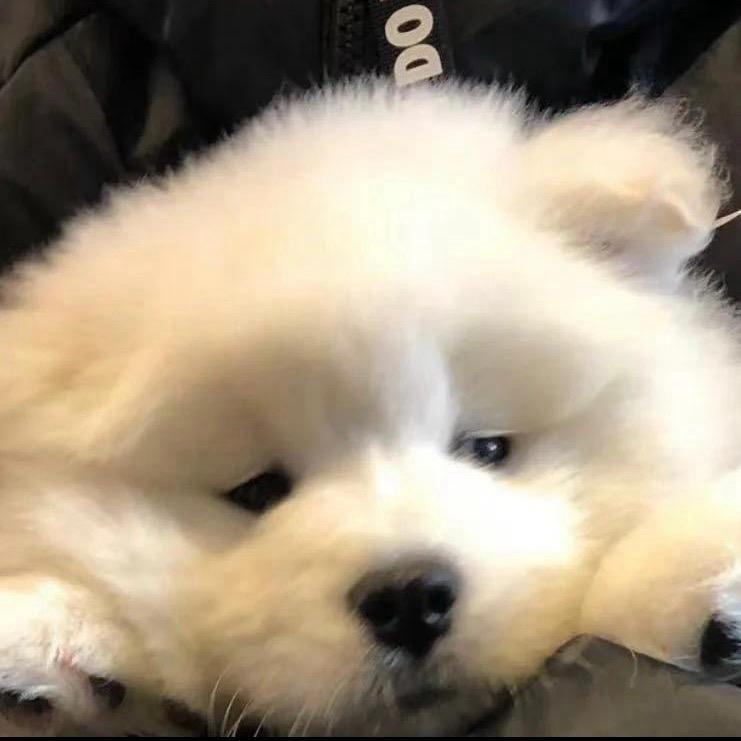 黑羽快斗