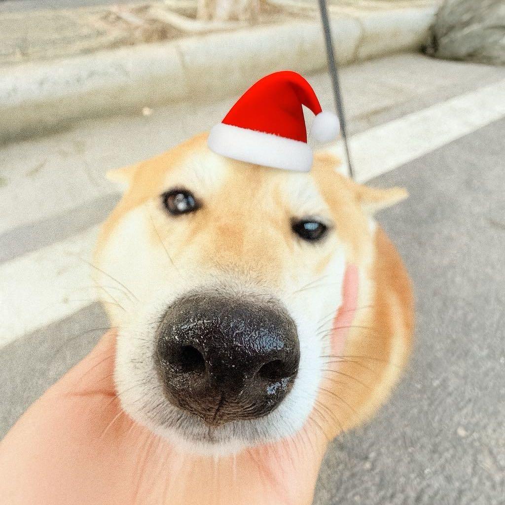 小小柴