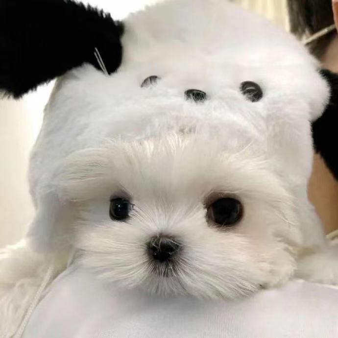 喜沛琪甄选