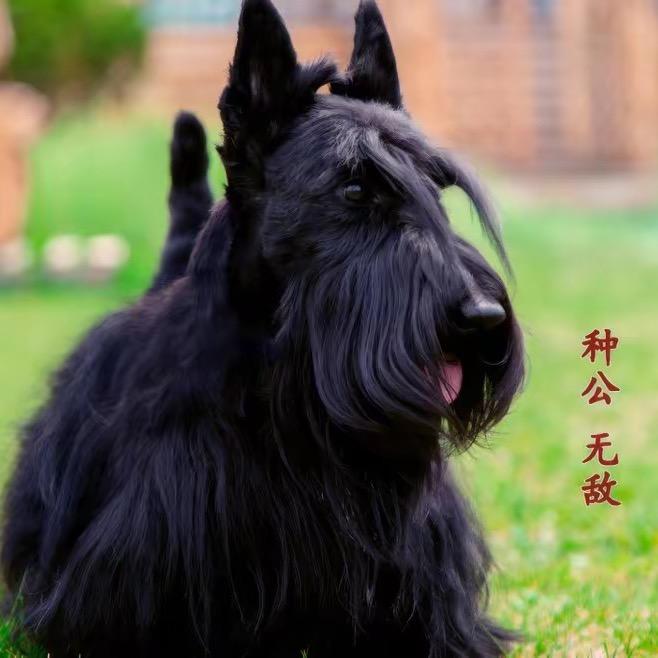 中国冠军犬业(苏格兰梗犬)
