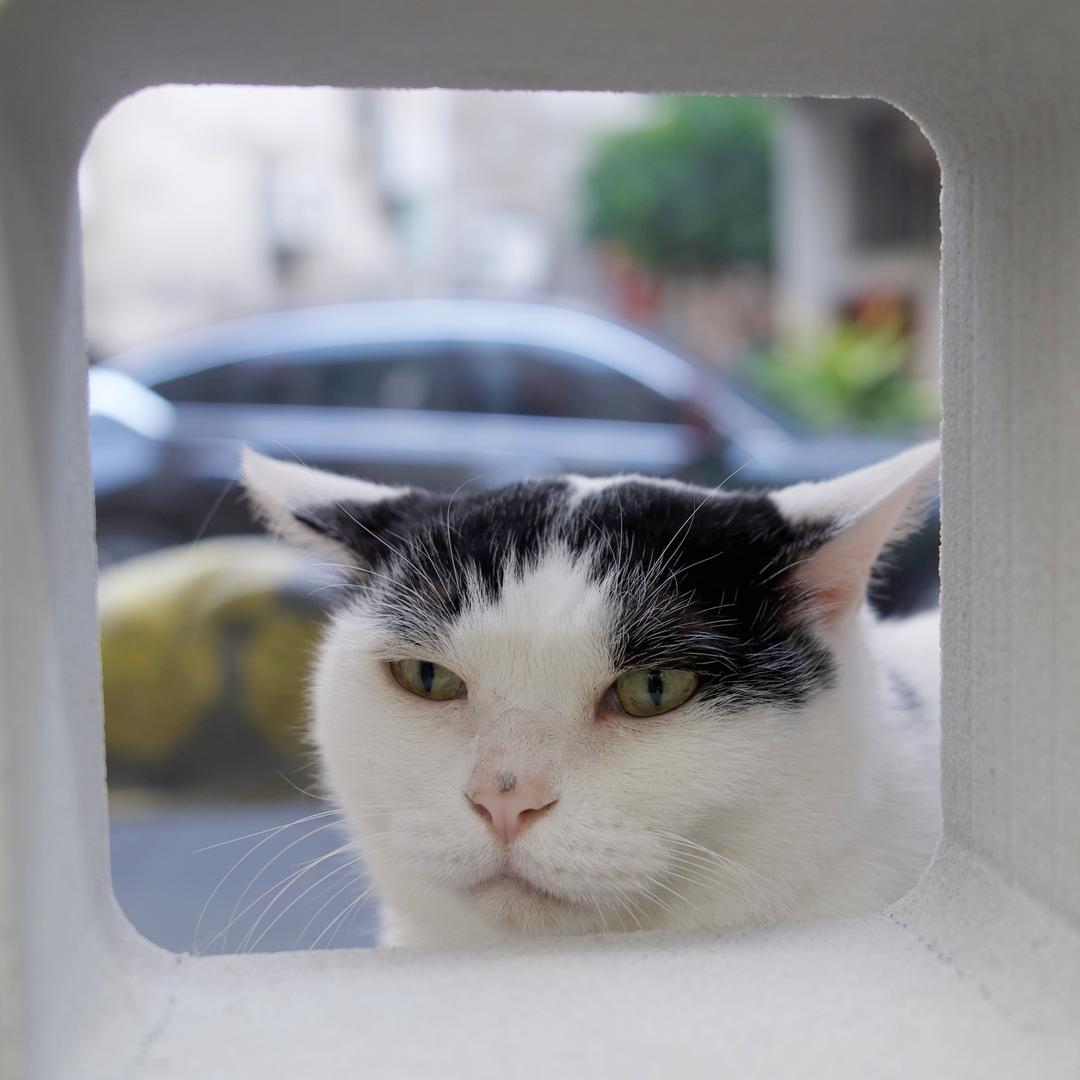 花匠的猫