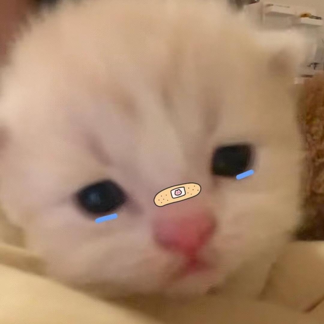 小喵本宅