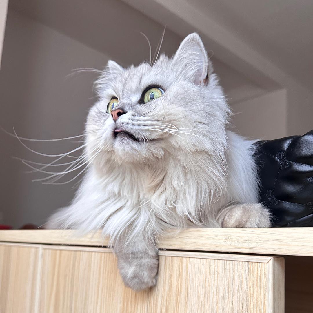 爱吃🦐的猫
