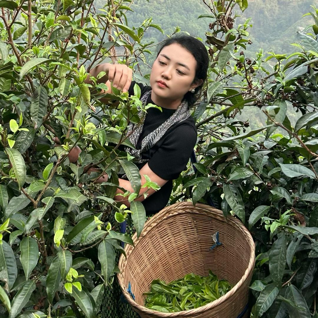 三千峰茶叶创始人-星姐