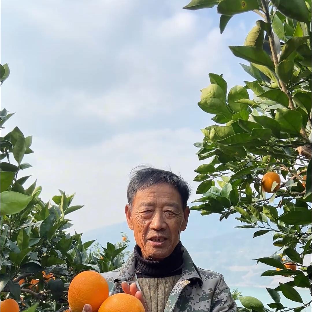正宗奉节夔门脐橙