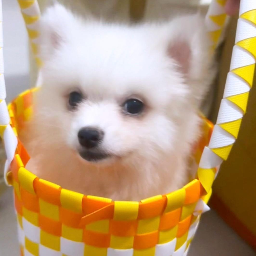 豆豆宠物用品1店