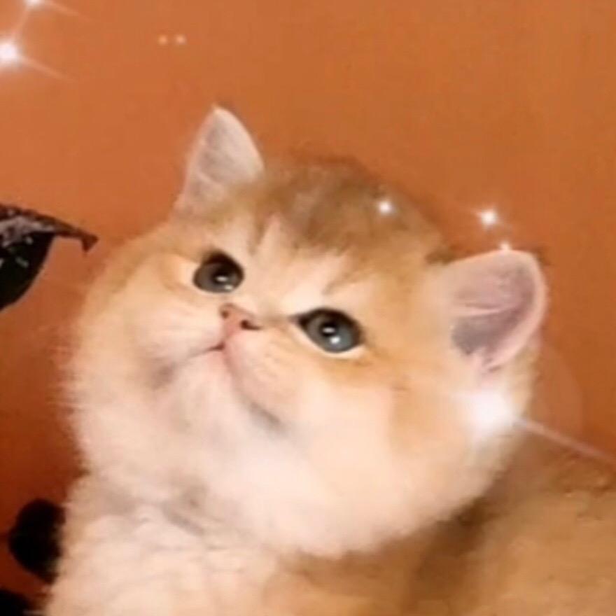 爱喜咪宠物