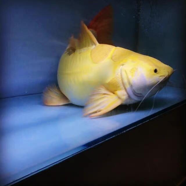 达文西（卖鱼版🐟）