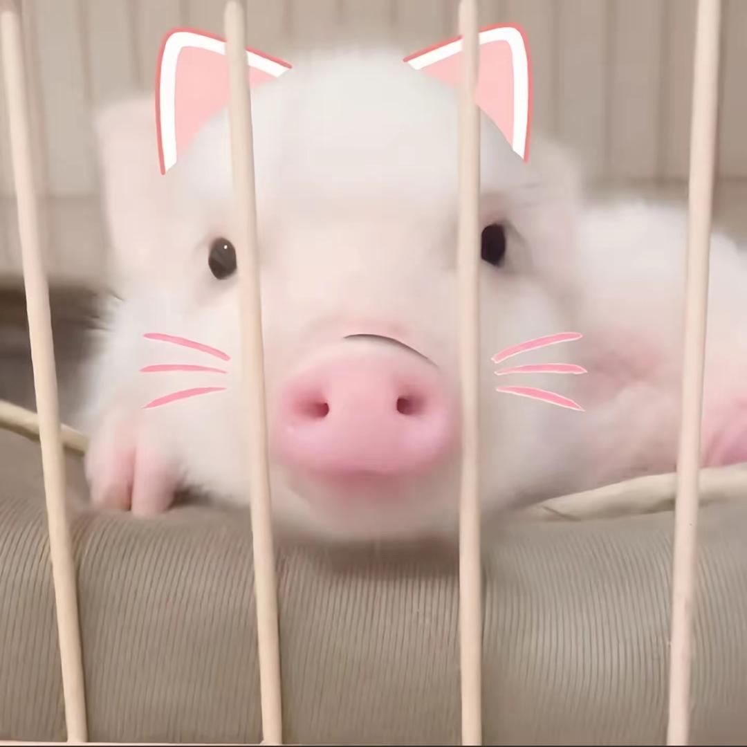 虚伪