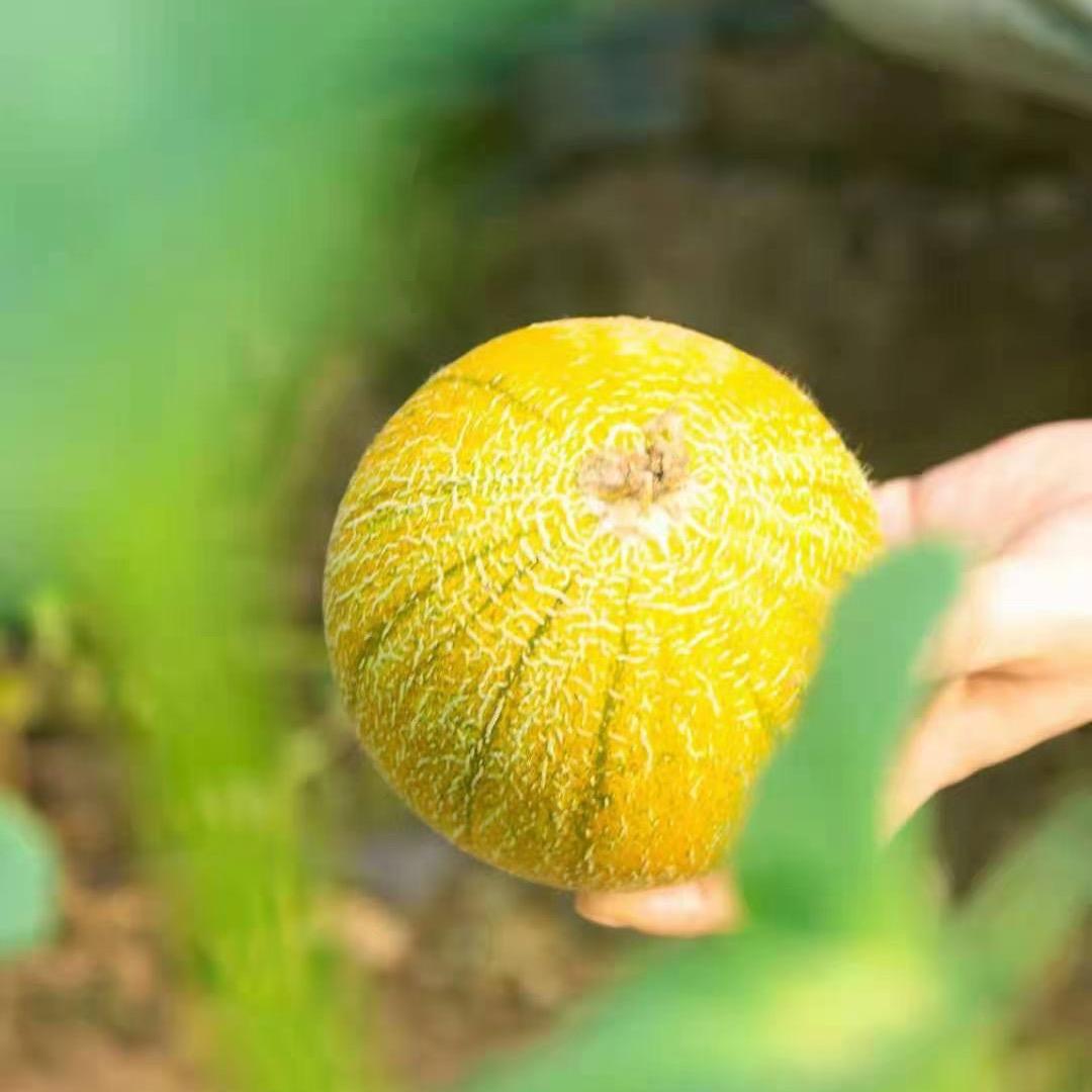 河套美农高老三