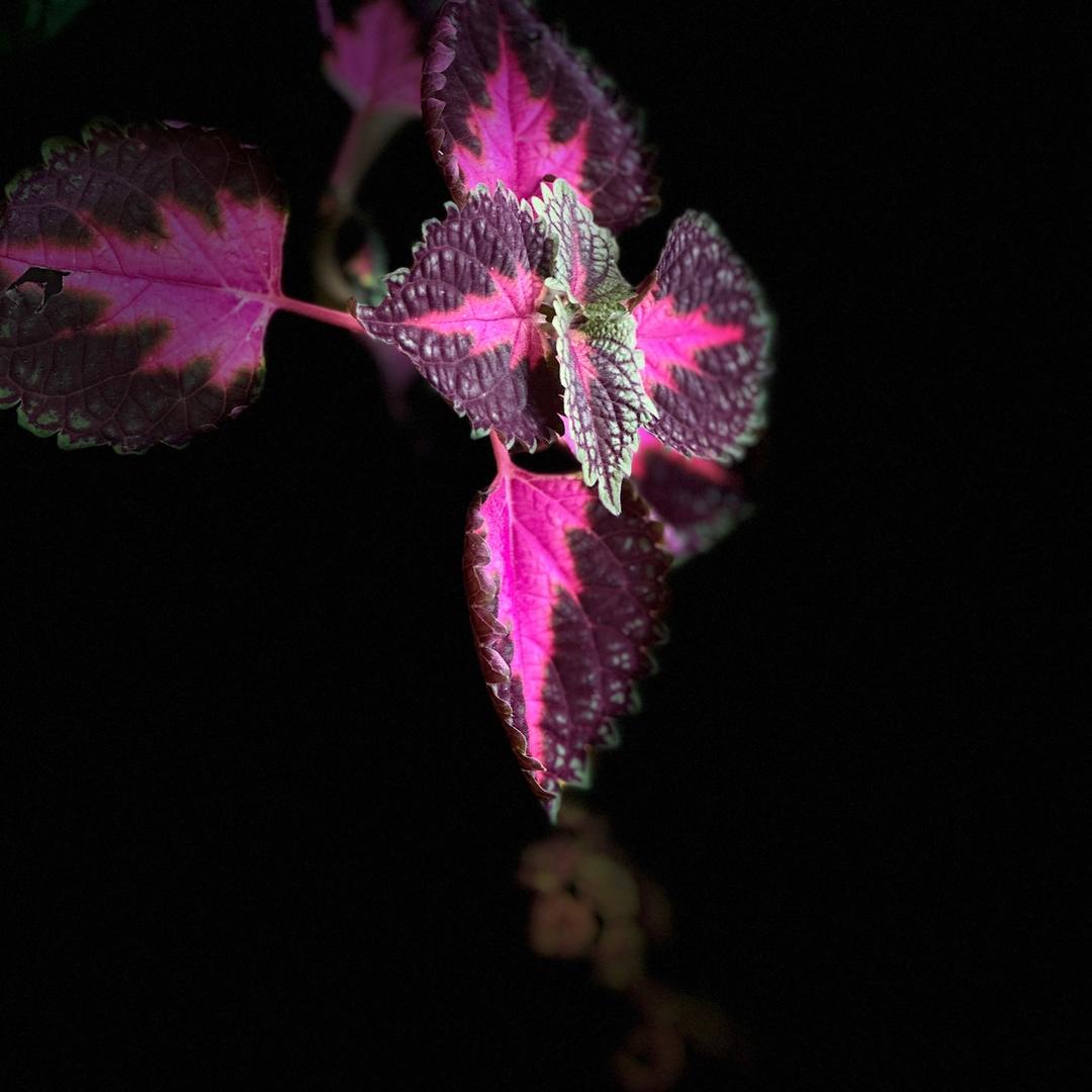 凤凰花