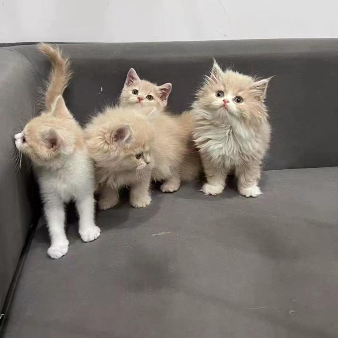 成都泥鳅宠物（直播号）