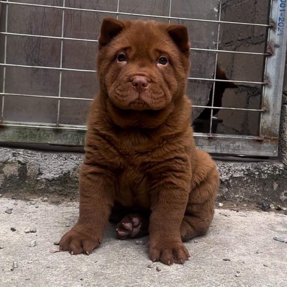 老韩五红犬舍