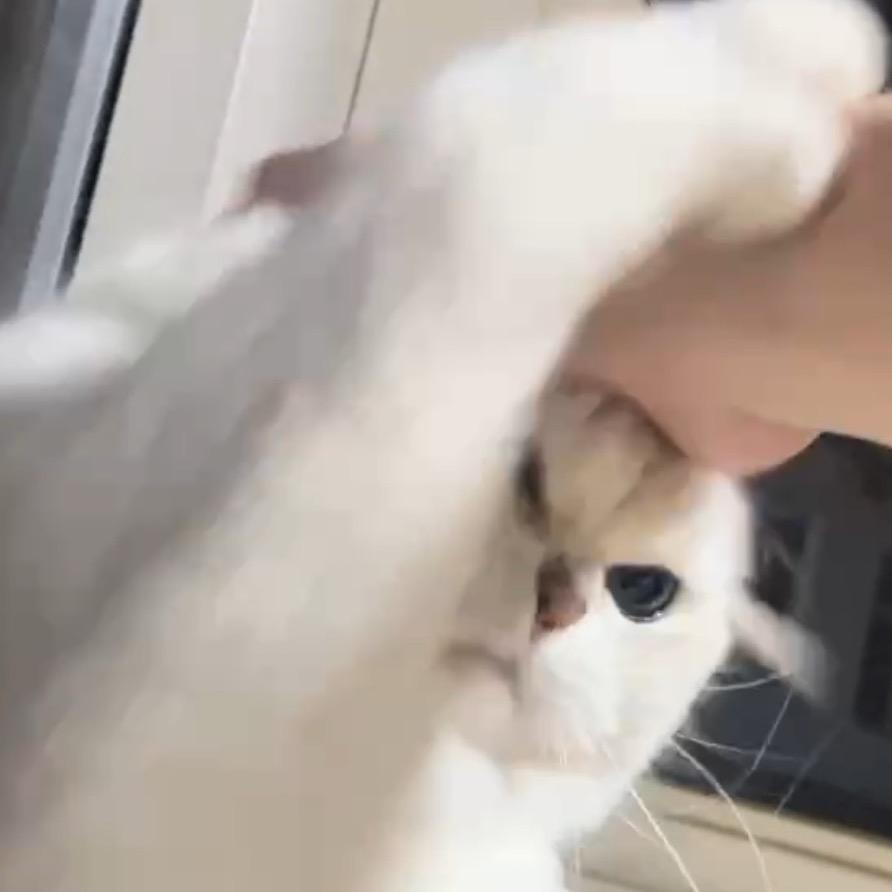 是啵啵啵啵啵啵猪