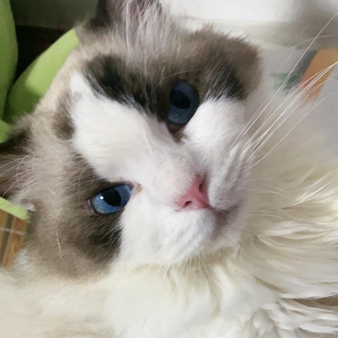 与神明画押，赌汐月嘎嘎乱杀