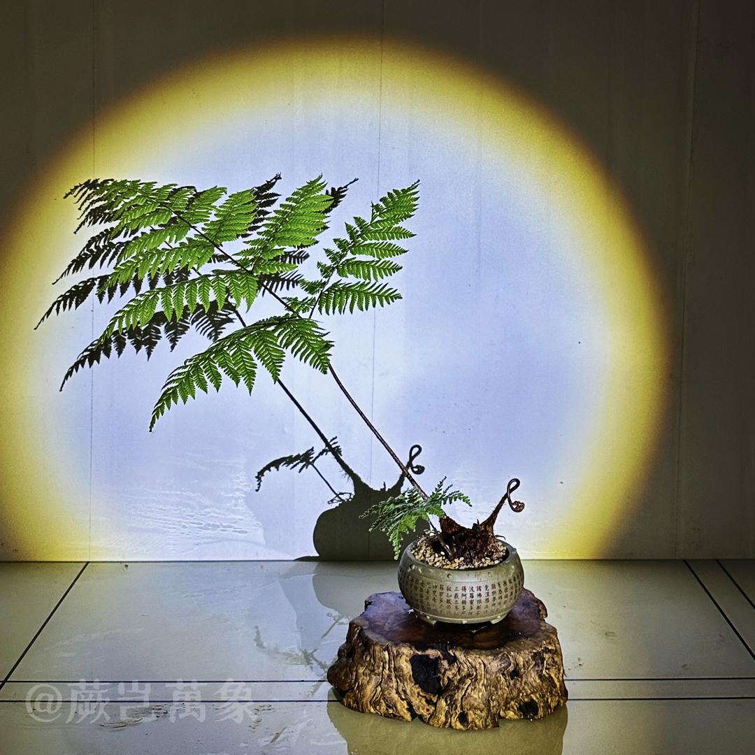 蕨岂萬象花卉