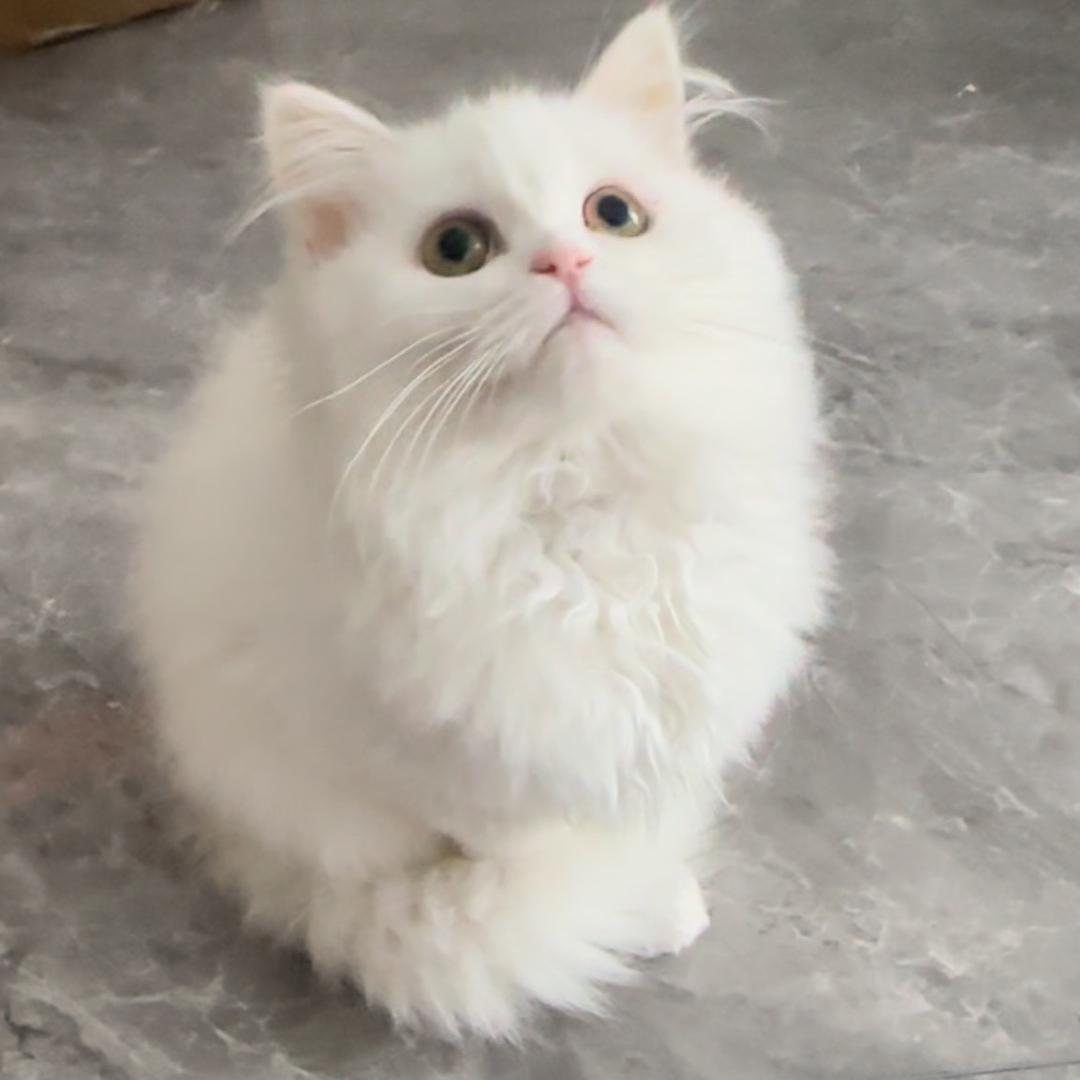 果冻是一只歪头猫的头像