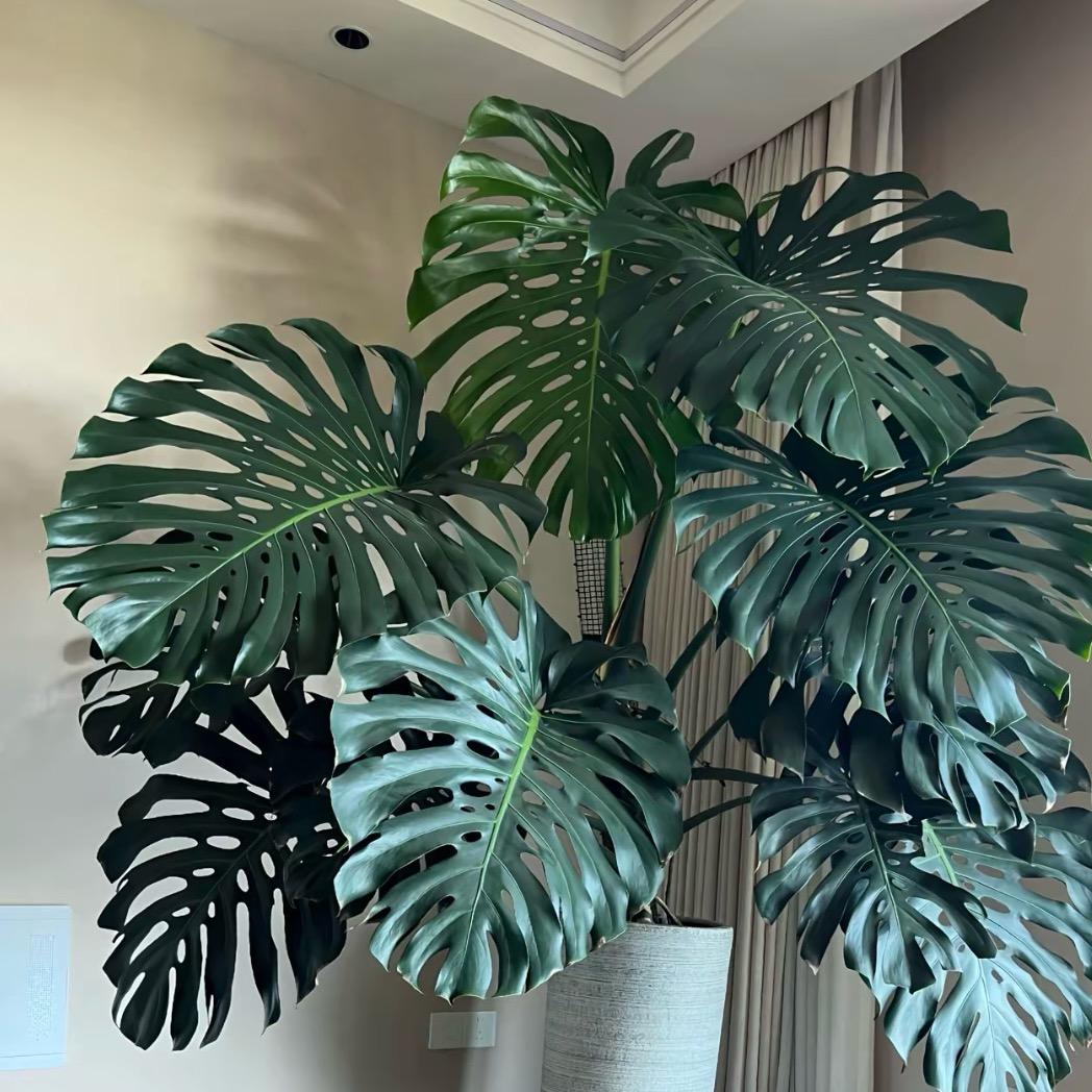 森木田植物基地