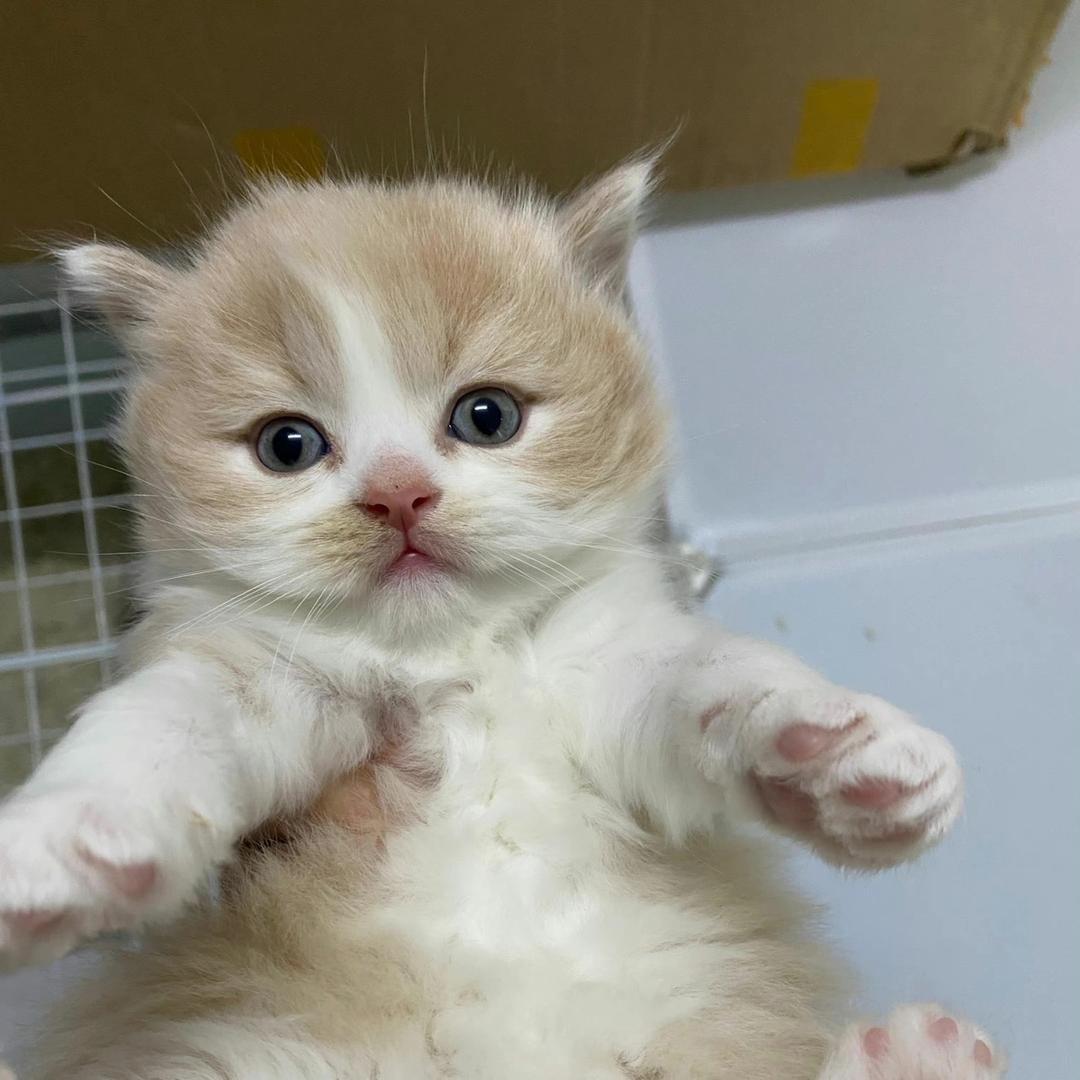 bbbaaahhhh