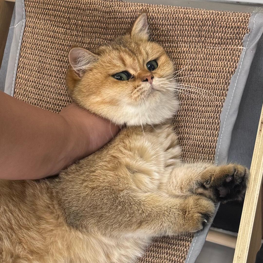 1231