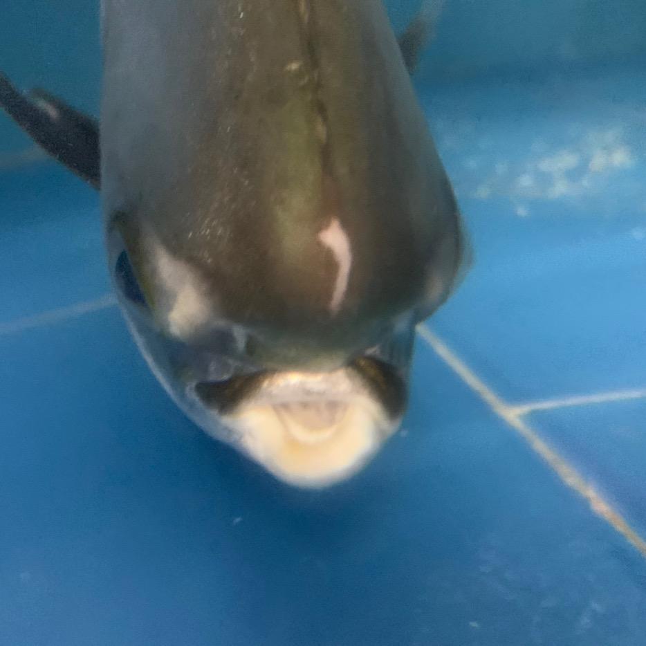 南方的狼