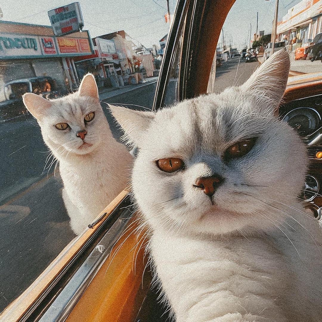 清风吹起八千梦