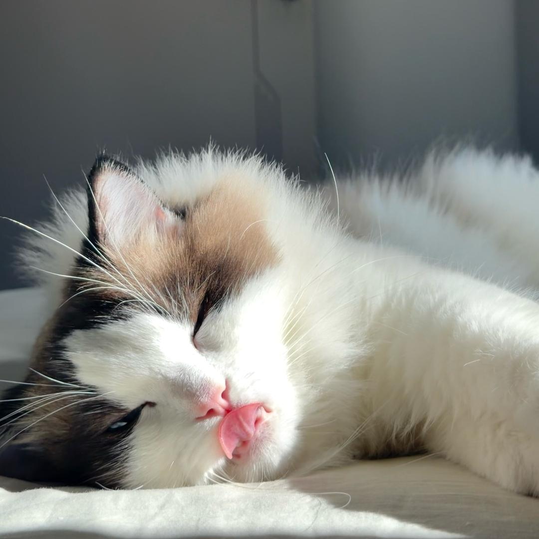 球球是只布偶猫