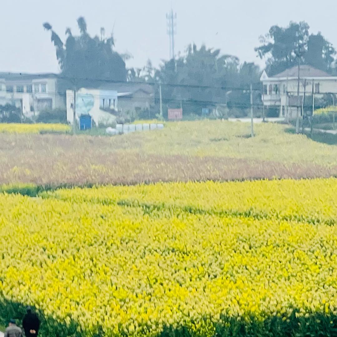 王丫丫