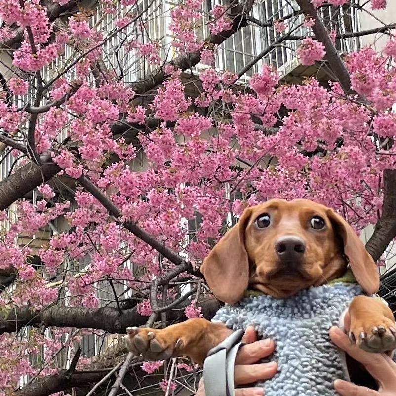 腊哩个肠sausage dog