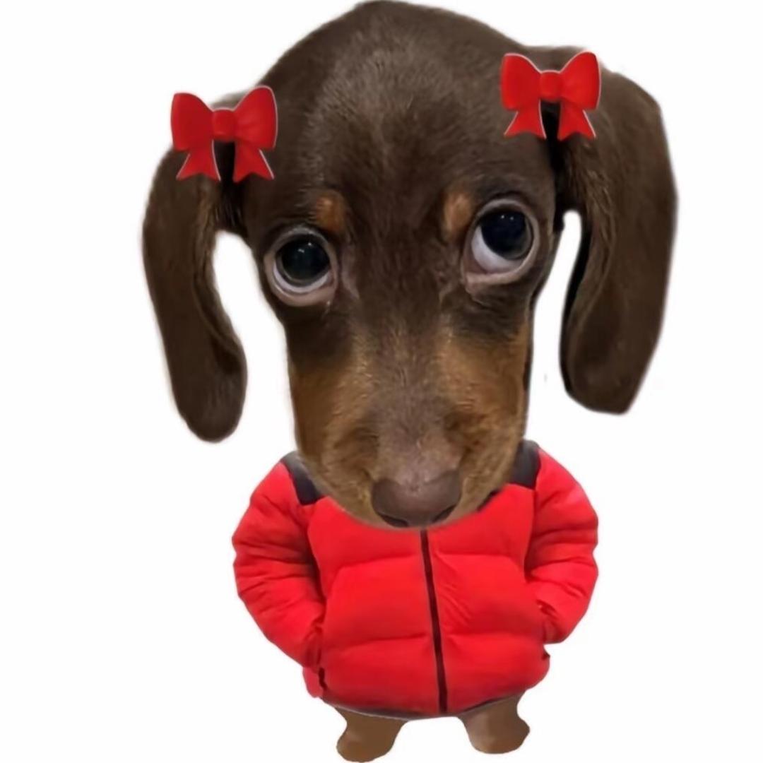 小灰灰