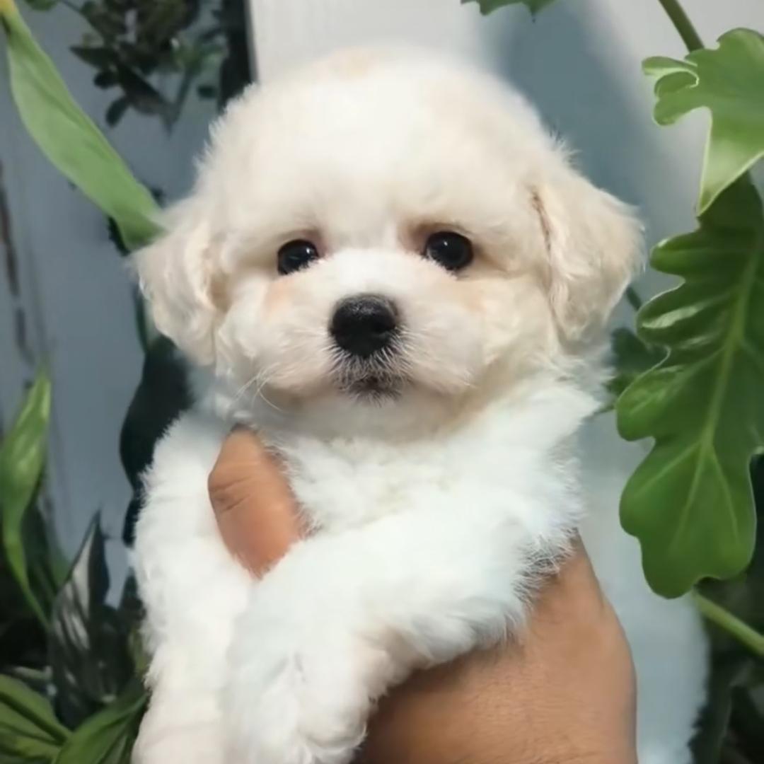 金毛～比熊～灰泰迪