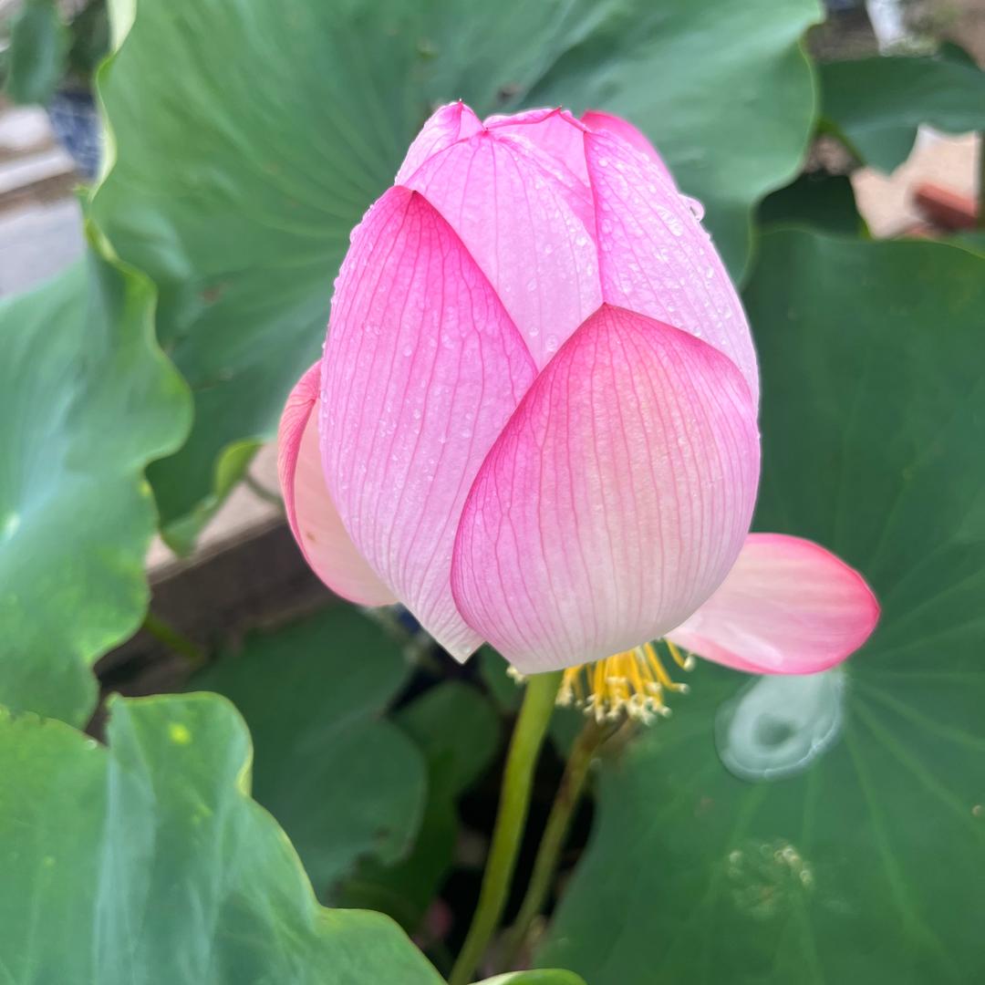 秋的静美！