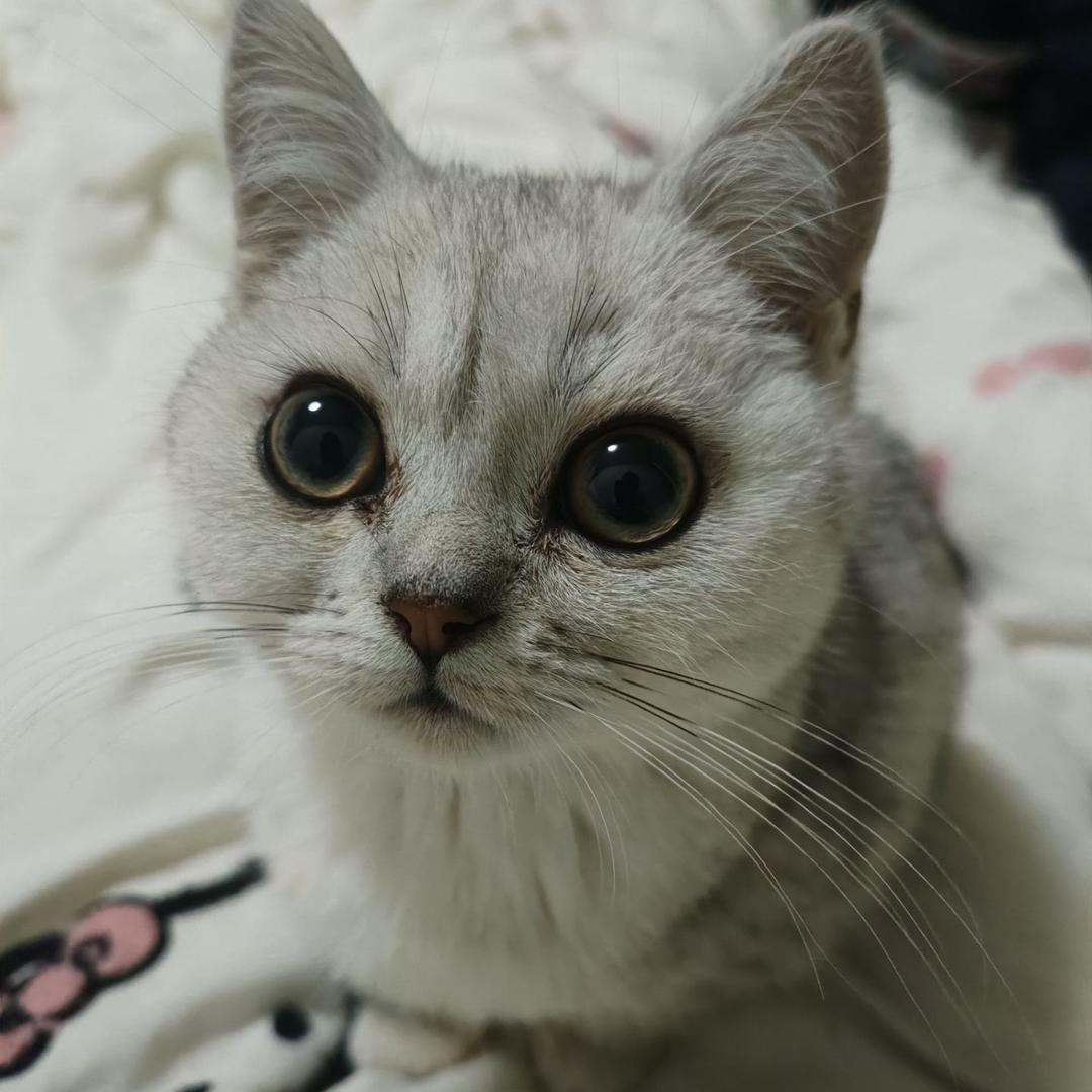 钟杰（低价护航）
