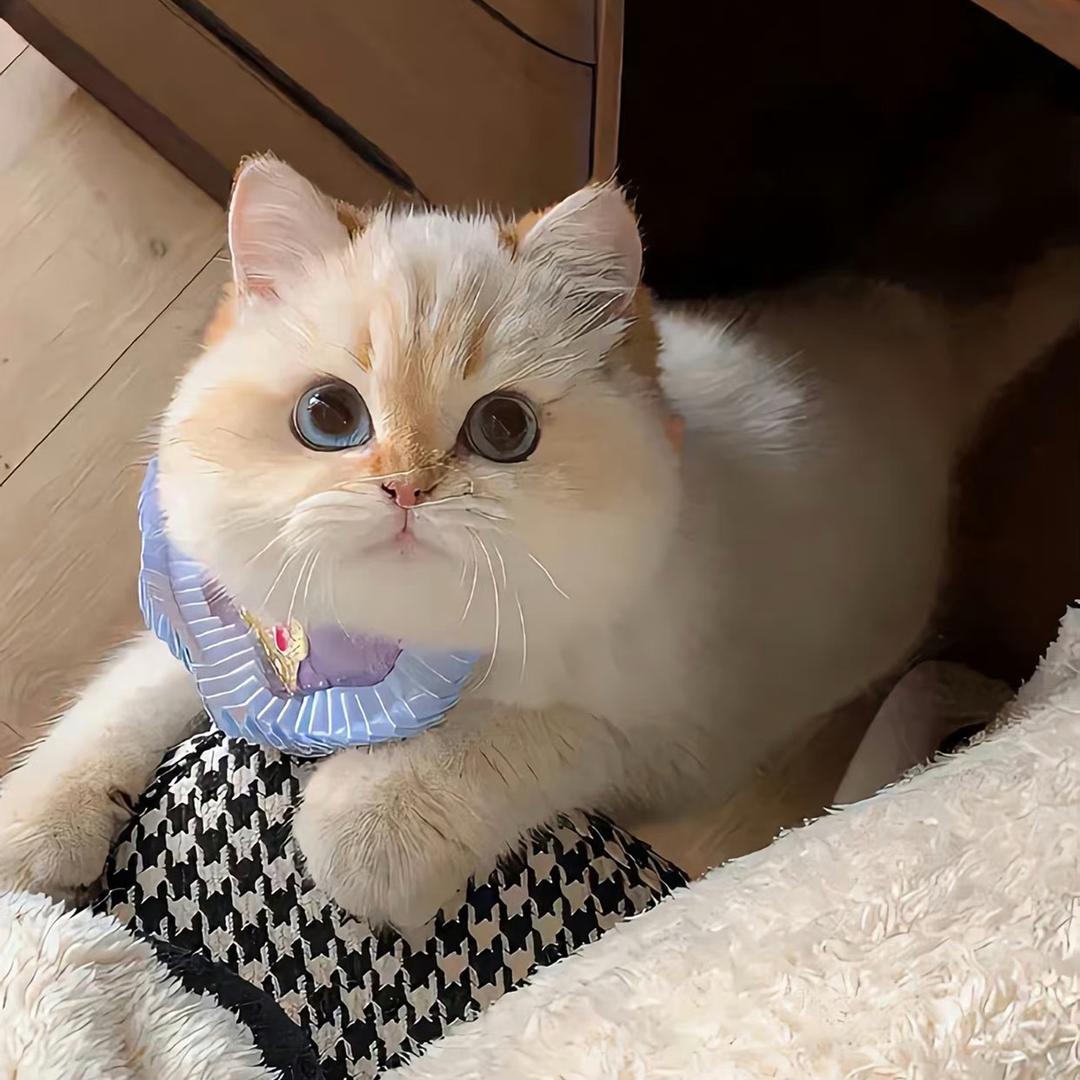 小名念念麻麻~（哺乳期)