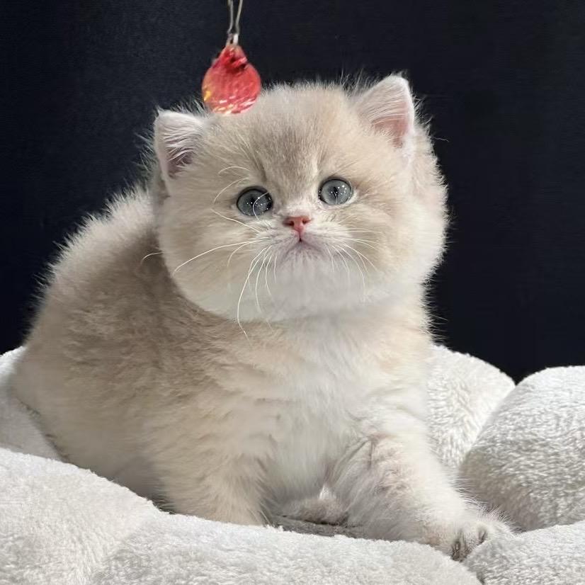 许墩墩🐱