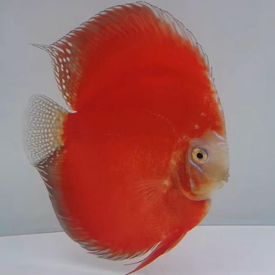 沈阳小郭七彩5号