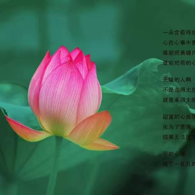 穿越女将楚二少头像