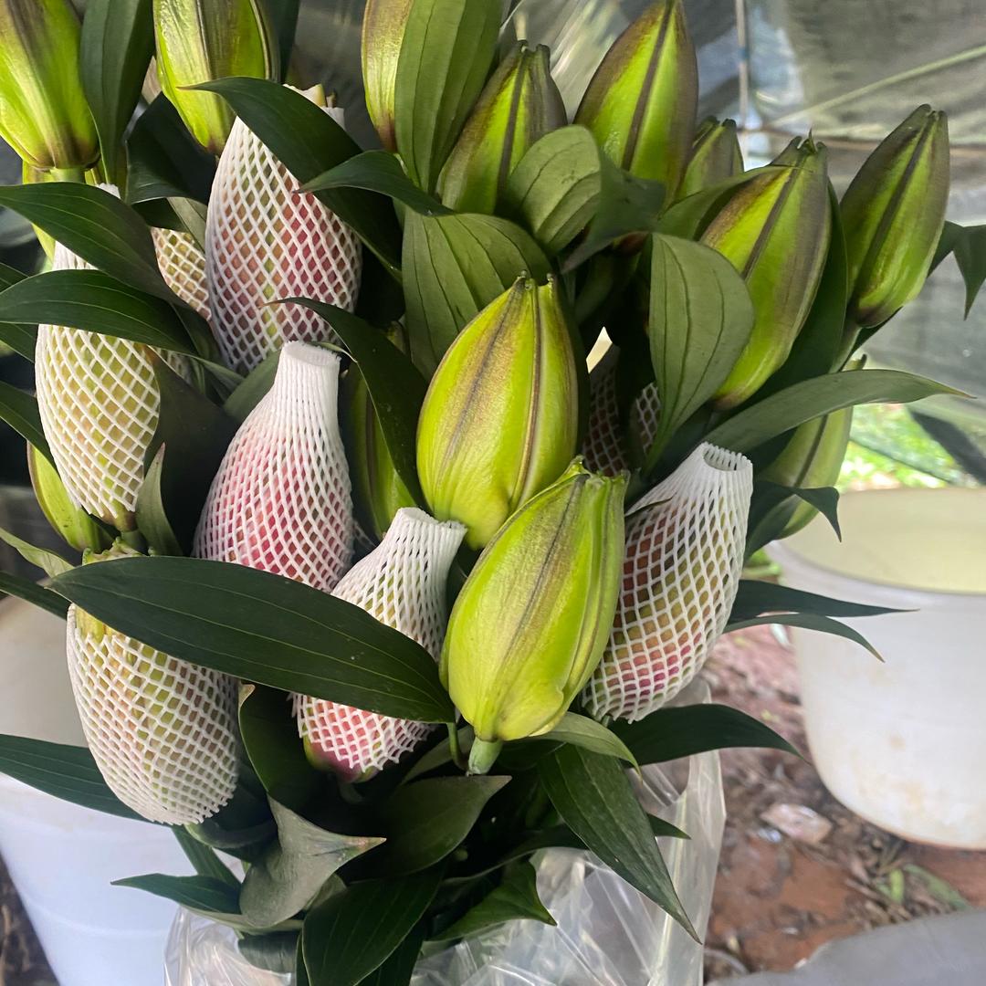 红土花卉王富顺