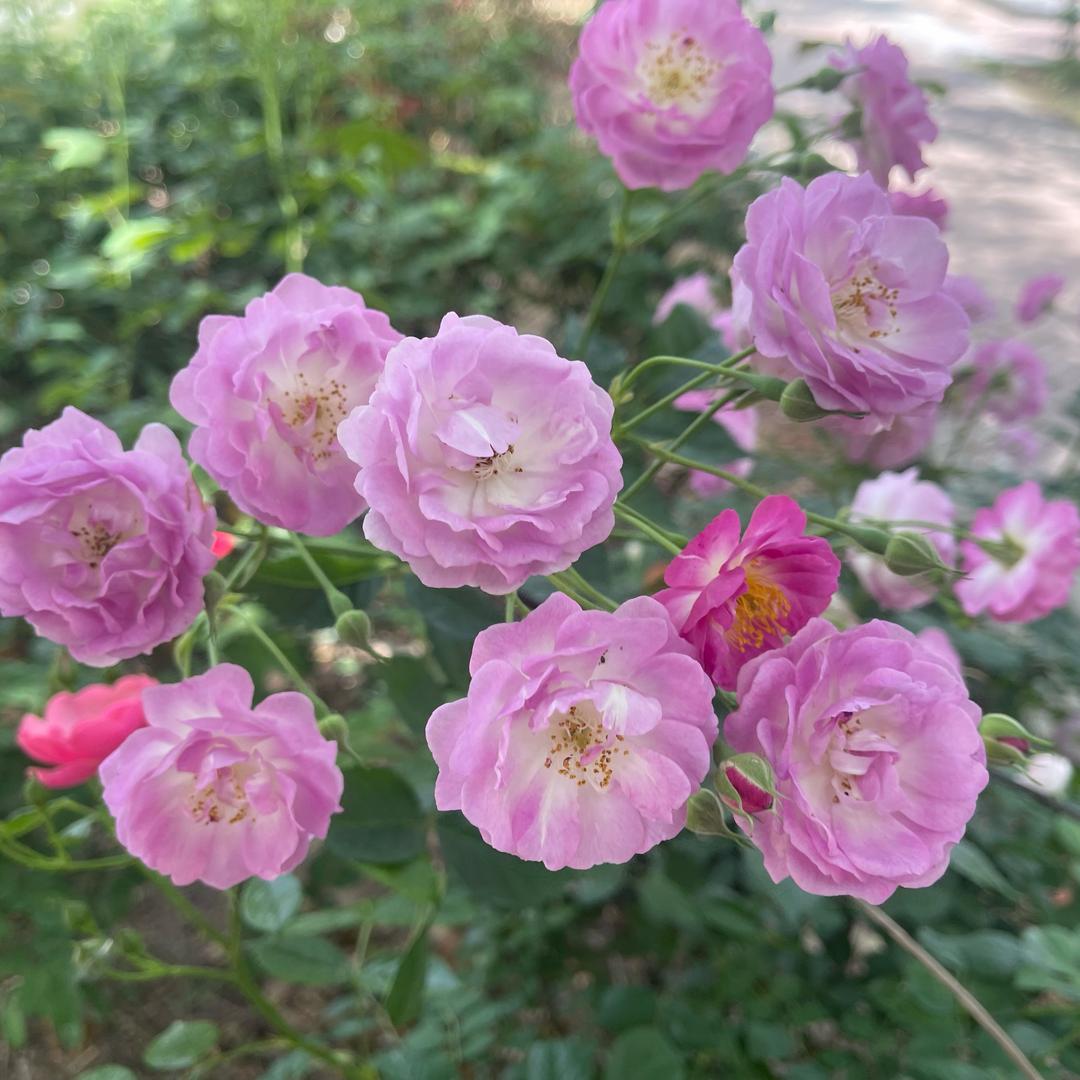 洋桔梗（努力长粉中）