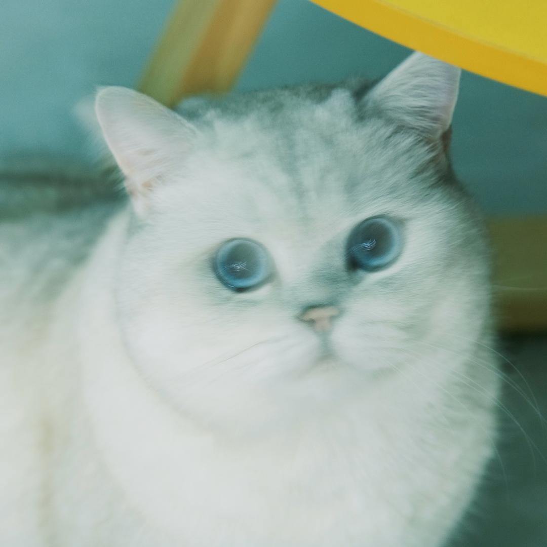 菠萝菠萝菠萝包🍍