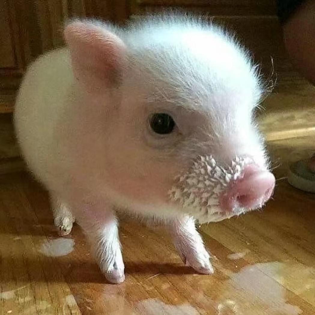 黑莲.