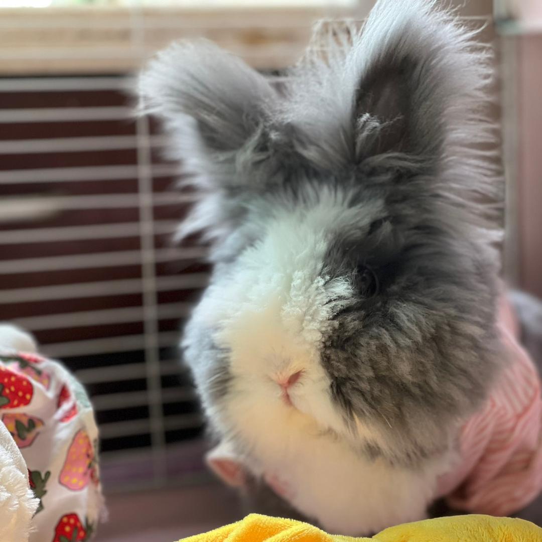 🐰肥婆是只兔叽