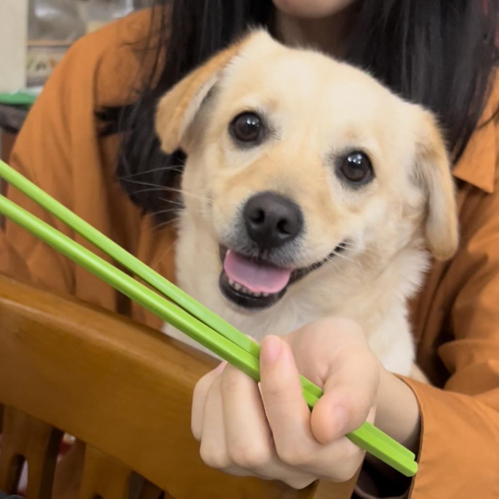 来串萝卜糕头像