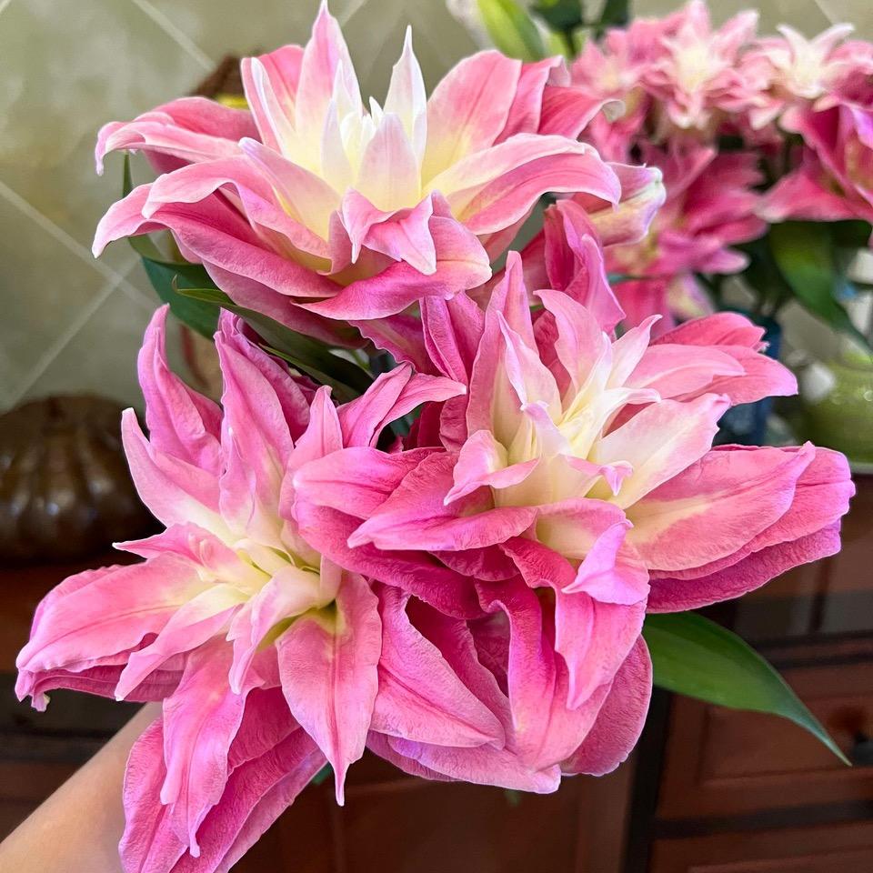 花小招鲜花（每天早上8.30直播）