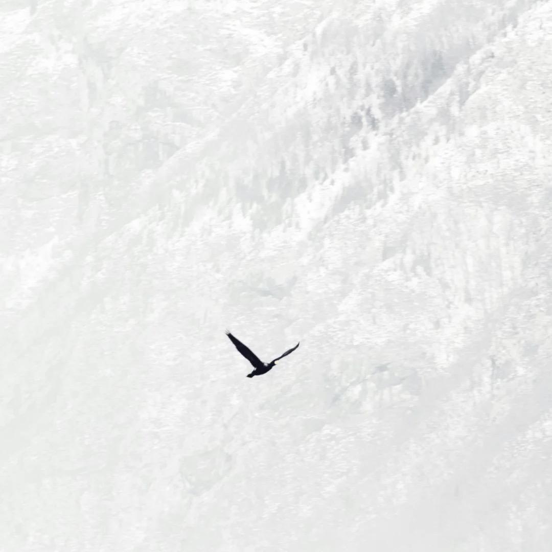 十里八村有名的少爷